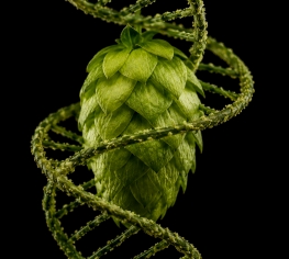 CARLSBERG ВЗЛОМАЛ ДНК ХМЕЛЯ